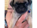 Pug Puppy for sale in Alamosa, CO, USA