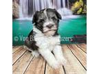 Schnauzer (Miniature) Puppy for sale in Houston, TX, USA