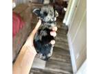 Mutt Puppy for sale in West Green, GA, USA