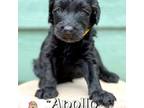 Goldendoodle Puppy for sale in Holly Springs, GA, USA