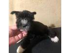 Schnauzer (Miniature) Puppy for sale in Saint Hedwig, TX, USA