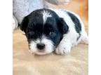 Shih-Poo Puppy for sale in Hawarden, IA, USA