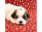 Shih-Poo Puppy for sale in Hawarden, IA, USA