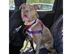 Adopt Philup a Pit Bull Terrier, Mixed Breed