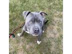 Adopt Marley a Mixed Breed, Pit Bull Terrier