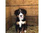 Bernese Mountain Dog Puppy for sale in Middleburg, VA, USA