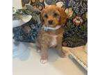 Cavapoo Puppy for sale in Macomb, MI, USA