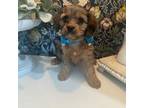 Cavapoo Puppy for sale in Macomb, MI, USA