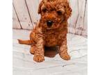 Mutt Puppy for sale in Athens, TN, USA