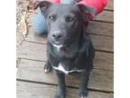 Adopt Hansel a Black Labrador Retriever, Pit Bull Terrier