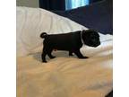 Pug Puppy for sale in Hermon, NY, USA