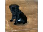 Pug Puppy for sale in Hermon, NY, USA