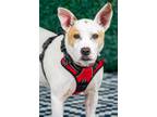 Adopt Stanley - Foster to Adopt a Cattle Dog, Mixed Breed