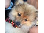 Pomeranian Puppy for sale in Searcy, AR, USA