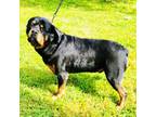 Rottweiler Puppy for sale in Waynesburg, PA, USA