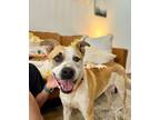 Adopt Dozer Ark the Dreamy Family Dog a Pit Bull Terrier, English Pointer