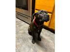 Adopt Eris Estrella a Pit Bull Terrier, American Staffordshire Terrier