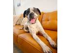 Adopt Lenny Ark is SO Lovable a English Pointer, American Staffordshire Terrier