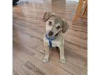 Adopt Watson a Beagle