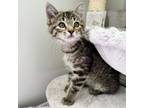Adopt Dolly Stone a Domestic Short Hair