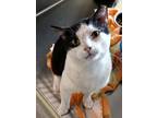 Adopt Cottage Cheese a Domestic Short Hair