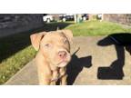 Adopt Chuck a Pit Bull Terrier, Mixed Breed