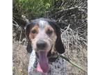 Adopt Braxy a Bluetick Coonhound