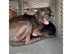 Adopt Everest a Pit Bull Terrier