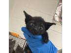 Adopt Awesome Sauce A4 a Domestic Short Hair