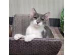 Adopt Cousin Oliver a Domestic Short Hair