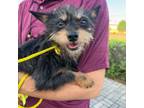 Adopt Rockefeller a Yorkshire Terrier, Mixed Breed