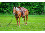 Gentle Golden Palomino Aqha Registered Gelding, Quiet Trail Horse, Traffic Safe
