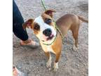 Adopt Canela a Pit Bull Terrier, Mixed Breed