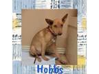 Adopt Hobbs a Rat Terrier, Mixed Breed
