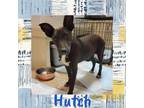 Adopt Hutch a Rat Terrier, Mixed Breed