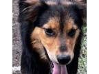 Adopt Brodie a German Shepherd Dog, Mixed Breed