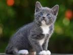 Russian Blue Male Kitten