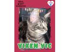 Adopt Vixen Vic a Domestic Long Hair