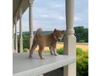 Shiba Inu Puppy for sale in Ephrata, PA, USA
