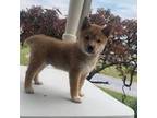 Shiba Inu Puppy for sale in Ephrata, PA, USA