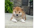 Shiba Inu Puppy for sale in Ephrata, PA, USA