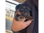 Rottweiler Puppy for sale in Turlock, CA, USA