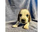 Basset Hound Puppy for sale in Falls City, NE, USA