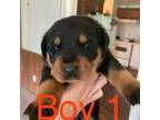 Rottweiler Puppy for sale in Talala, OK, USA