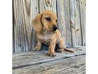Dachshund Puppy for sale in Honey Grove, TX, USA