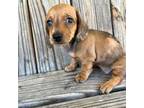 Dachshund Puppy for sale in Honey Grove, TX, USA