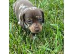 Dachshund Puppy for sale in Nathalie, VA, USA