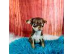 Chihuahua Puppy for sale in Carthage, TX, USA