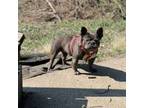 French Bulldog Puppy for sale in Pittsburgh, PA, USA