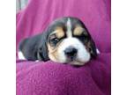 Beagle Puppy for sale in Colville, WA, USA